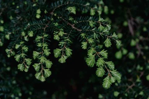 Chinese conifer hemlock 스톡 사진