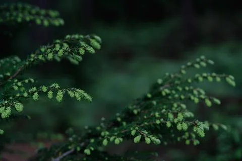 Chinese conifer hemlock Stock-Fotos