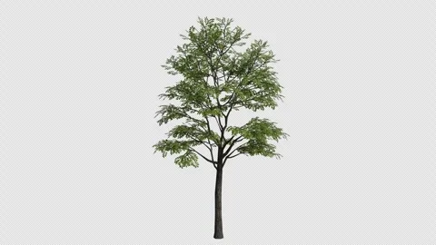 Chinese Cork OakTree Swaying in Wind Loop Animation with Alpha Channel. Stock Footage 346280264