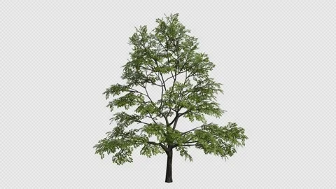 Chinese Cork OakTree Swaying in Wind Loop Animation with Alpha Channel. Stock Footage 346280345