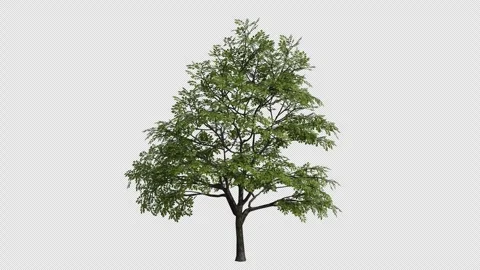 Chinese Cork OakTree Swaying in Wind Loop Animation with Alpha Channel. Stock Footage 346280378