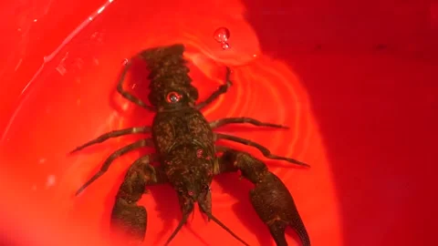 Chinese crawfish in forest stream, northeast China Stock Footage 311731834