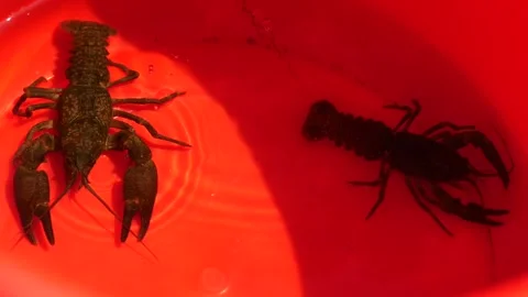 Chinese crawfish in forest stream, northeast China Stock Footage 311731860