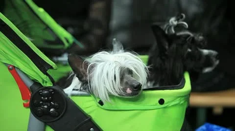 Chinese Crested Dog Stock Footage 10981136