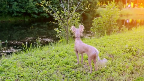 Chinese crested dog Stock Footage 79615321