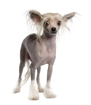 Chinese Crested Dog - Hairless Stock Photos