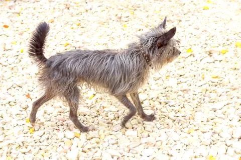 Chinese Crested Dog Stock Photos