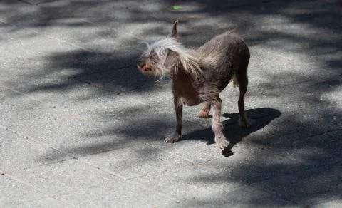 Chinese Crested Dog Stock Photos