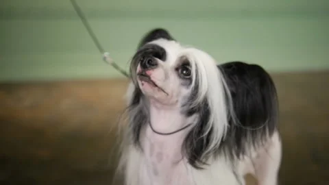 Chinese Crested dog posing in studio. Close-up. Slow motion video. Stock Footage 86983418
