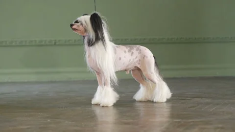 Chinese Crested dog posing in studio Stock Footage 86983419