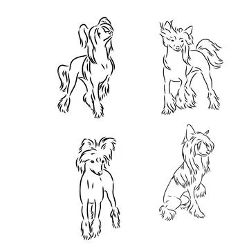 Chinese crested dog set, vector sketch chinese crested vector Stock Illustration