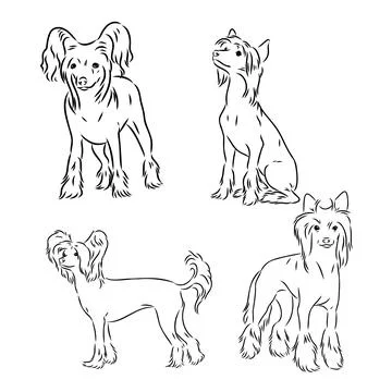 Chinese crested dog set, vector sketch chinese crested vector Stock Illustration