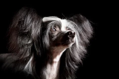Chinese crested Stock Photos