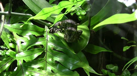 Chinese crocodile lizard Stock Footage 51452239