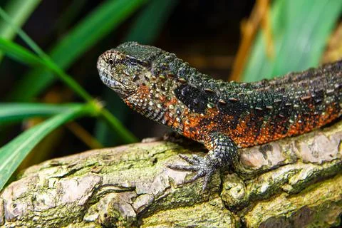 Chinese Crocodile Lizard Stock Photos
