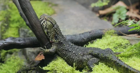 Chinese crocodile lizard (Shinisaurus crocodilurus) in semi-aquatic habitat Stock Footage 320842868