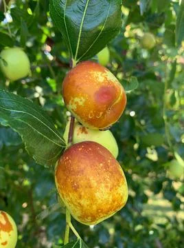Chinese dates Stock Photos