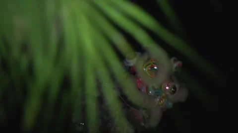 Chinese dragon dance. Stock Footage 50287749