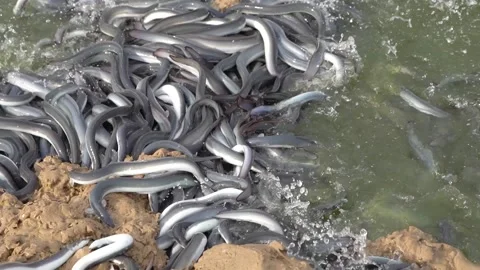 Chinese Eel Farming Stock Footage 331695082