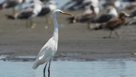 Chinese egret foraging in japan Видео 343733053