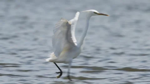 Chinese egret take off (slow motion) Stock-Footage 343733037