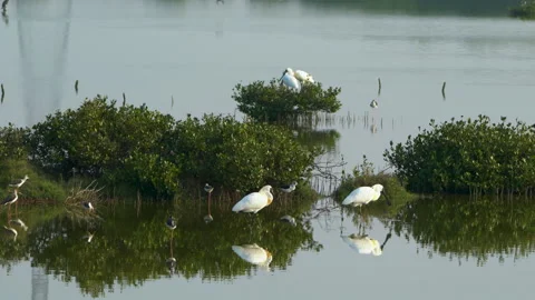 Chinese Egrets, Grey Egrets, and Black-winged stilts rest in the wetland. 4k Stock Footage 145358657