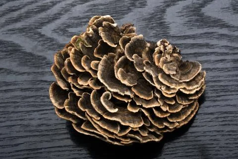 Chinese elements Close-up Ganoderma lucidum Shed shot Horizontal frame 1 A 写真素材