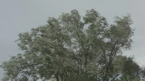 Chinese elm blowing in the wind Stock Footage 25602312