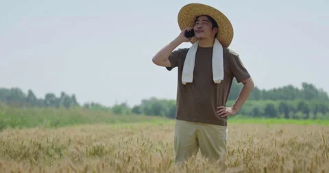 Chinese farmer talking on smartphone in wheat field,4K Vidéo 156531353