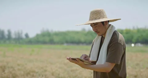Chinese farmer using digital tablet in wheat field,4K Vidéo 156532999