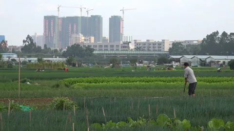 Chinese farmer at work in green fields, construction site in the background Video stock 67549064