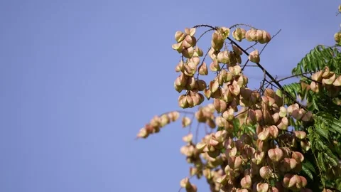 Chinese Flame Tree Branches Laden with Light Pink Seed Pods Against a Cloudy 스톡 동영상 347891765