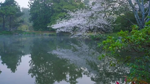 Chinese garden with cherry  trees reflected in the water on a spring morning Stock Footage 312889401