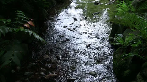 CHINESE GARDEN FLOWING STREAM IN SHADOW Stock Footage 25098073