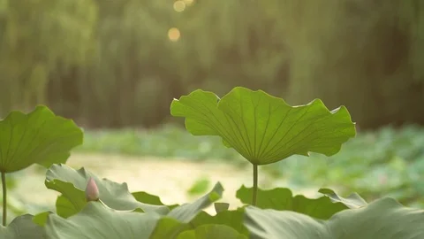 Chinese garden Stock Footage 92834637