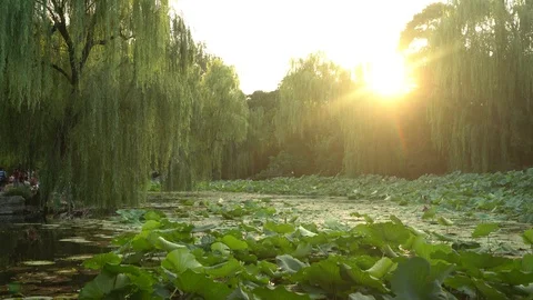 Chinese garden Stock Footage 93166418