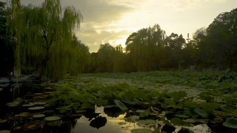 Chinese garden Stock Footage 93166490