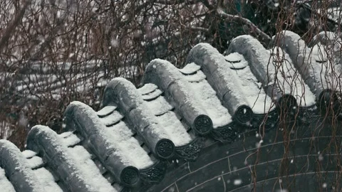 Chinese garden pine trees falling snowflakes Stock Footage 233578231