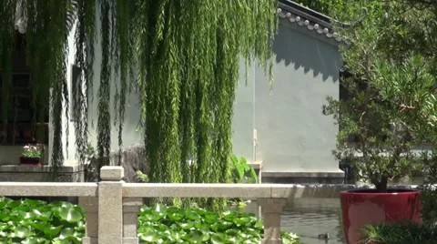 Chinese Garden scene Stock Footage 36604172