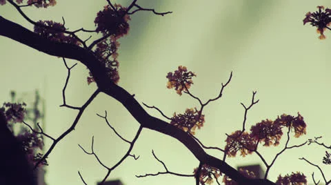 Chinese Garden Tree 2 Stock Footage 23698990