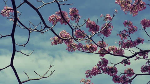 Chinese Garden Tree Stock Footage 23697597