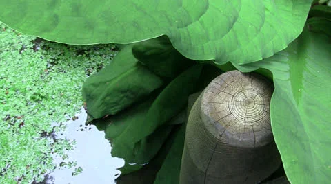 CHINESE GARDEN ZIGZAG BRIDGE POST LEAFY WATER PLANT Stock Footage 25100063