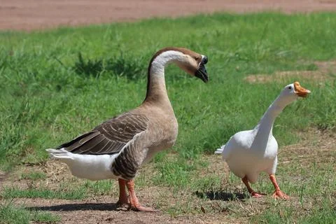 Chinese geese Stock Photos