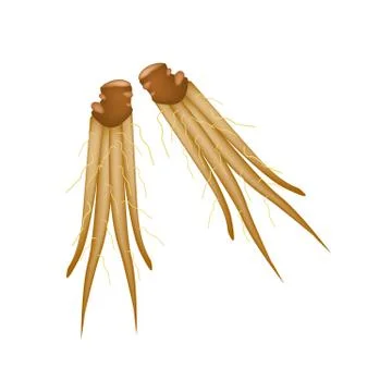 Chinese Ginger or Fingerroot on White Background Stock Illustration