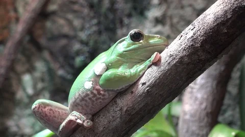 Chinese Gliding Frog 4K Stock Footage 77011269