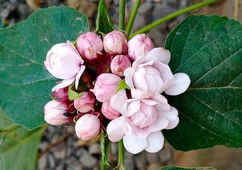 CHINESE GLORY BOWER Foto stock