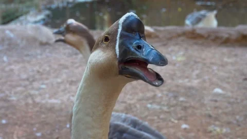 Chinese Goose Close-Up Stock Footage 344814823