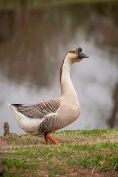 Chinese goose Stock Photos