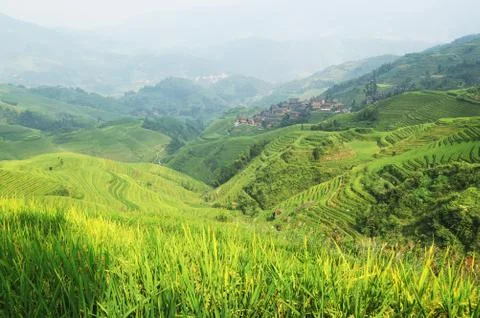 Chinese green rice field Stock Photos