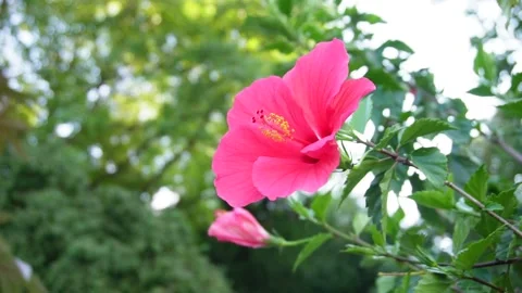 Chinese hibiscus Stock Footage 208865206